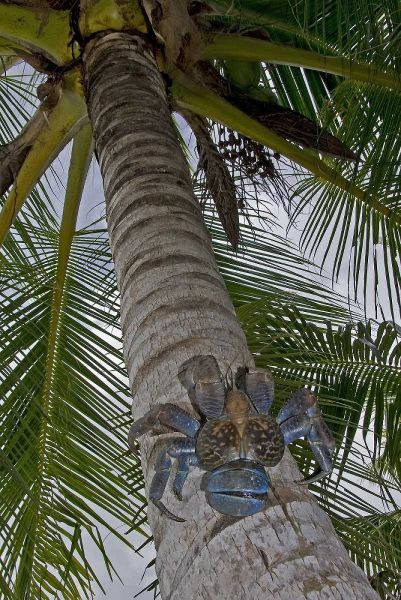 Indonesia, Papua Coconut crab climbs palm tree